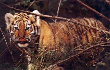В Приморском крае спасли тигренка-сироту