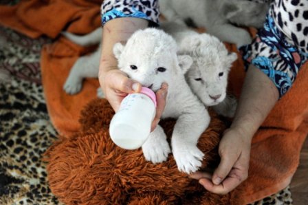 Белые львята родились в зоопарке Ялты