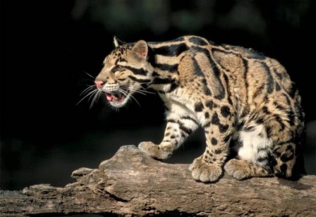 В дикой природе засняли редкого дымчатого леопарда