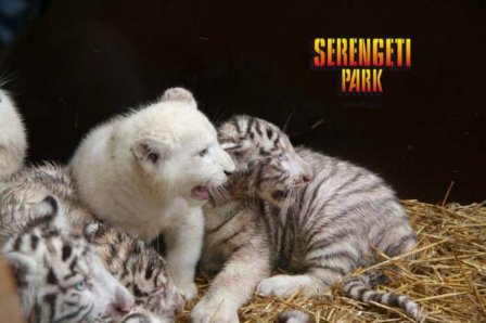 Немецкий зоопарк представил белых тигрят и львят