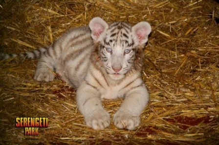 Немецкий зоопарк представил белых тигрят и львят