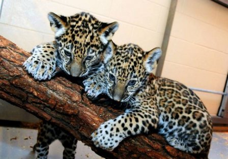 В Милуоки показали двух детенышей ягуара