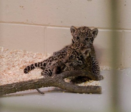 В Милуоки показали двух детенышей ягуара