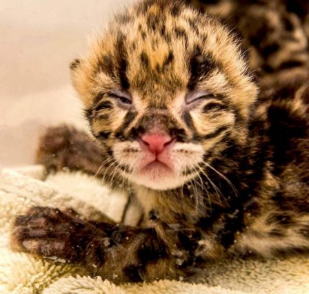 В Смитсоновском зоопарке родились детеныши леопарда