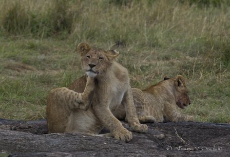 Красота и величие африканских львов