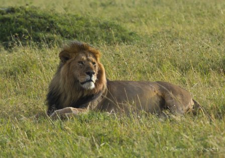 Красота и величие африканских львов