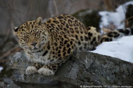 Дальневосточный леопард отступил от опасной черты