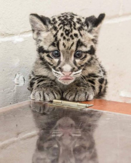 Новые фотографии дымчатых леопардов из Смитсоновского зоопарка