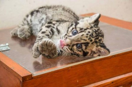 Новые фотографии дымчатых леопардов из Смитсоновского зоопарка