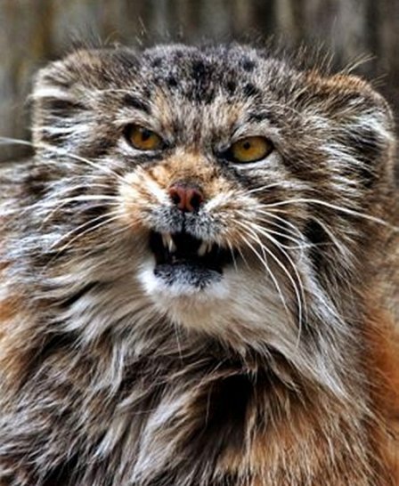 Настоящий сердитый кот живет в зоопарке Цюриха