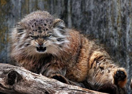 Настоящий сердитый кот живет в зоопарке Цюриха