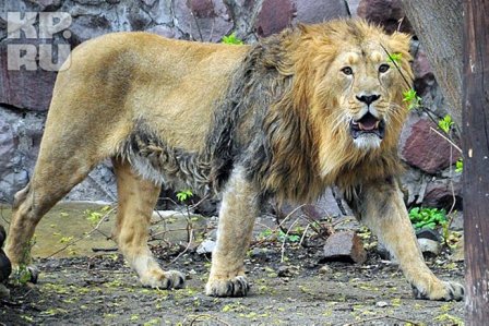 В Московский зоопарк привезли льва из Цюриха