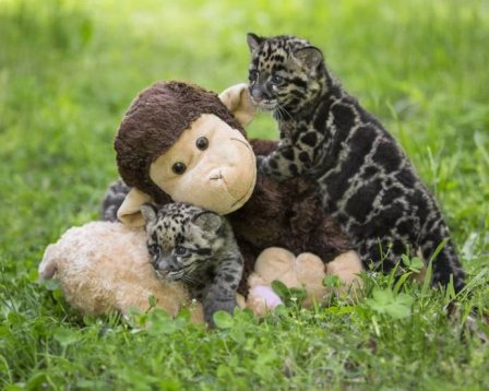 Дымчатые леопардики из Нэшвилла и Смитсоновского зоопарка