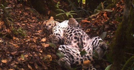 Ученые засняли на видео редкого яванского леопарда