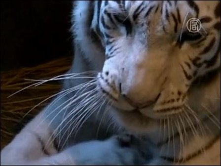 	В зоопарке города Сайтама родились белые тигрята (видео)