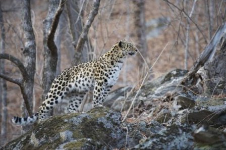 Дальневосточный леопард заснят на видео