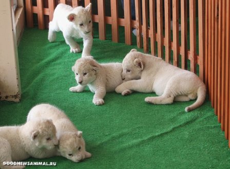 Пять белых львят из Японии 
