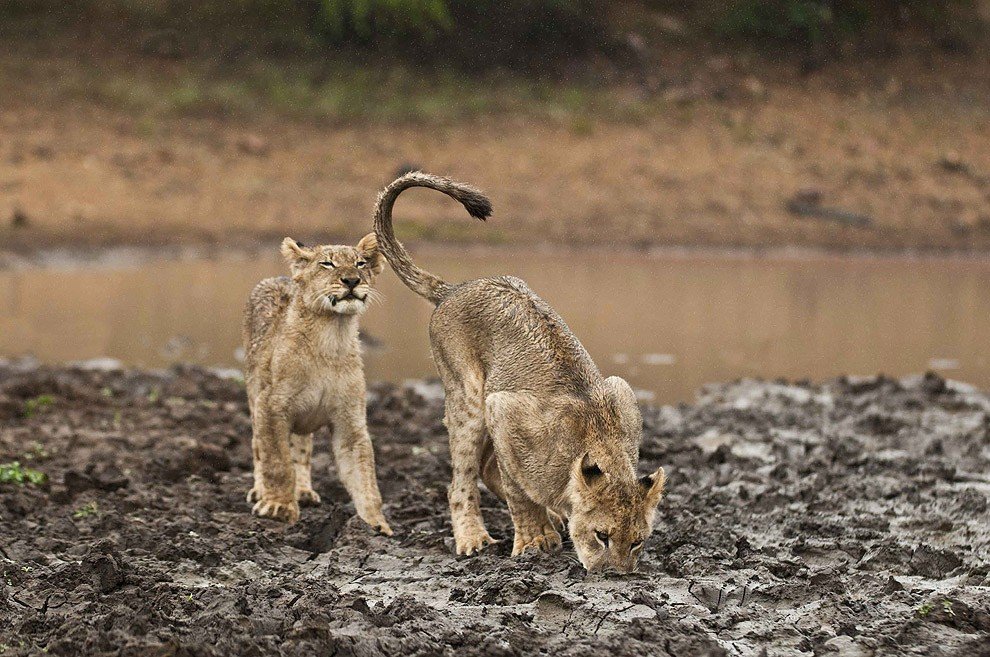 Молодые львицы против взрослого гепарда (11 фото) » Magnus Felidae (Великие  Кошачьи) - красота и превосходство!