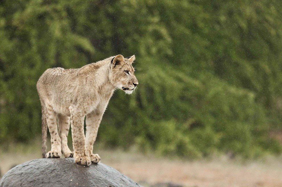 Молодые львицы против взрослого гепарда (11 фото) » Magnus Felidae (Великие  Кошачьи) - красота и превосходство!