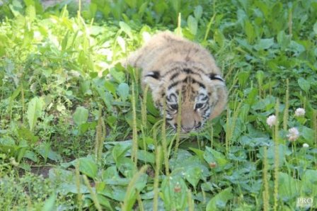 В Казанском зоопарке родился юбилейный тигрёнок (фото)