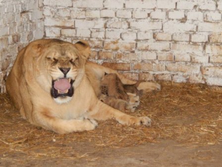 В Луцком зоопарке львица показала своих львят