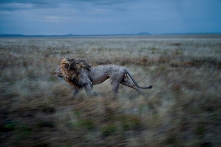 Цари зверей в Национальном парке Серенгети (10 фото)