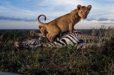 Цари зверей в Национальном парке Серенгети (10 фото)