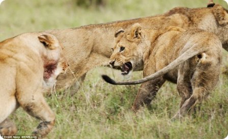 Молодые львы оттачивают свои боевые навыки