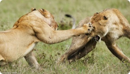 Молодые львы оттачивают свои боевые навыки
