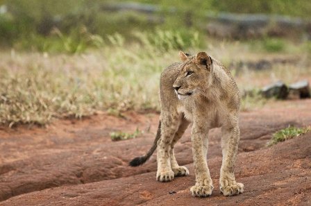 Молодые львицы против взрослого гепарда (11 фото)