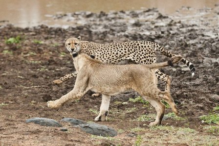 Молодые львицы против взрослого гепарда (11 фото)