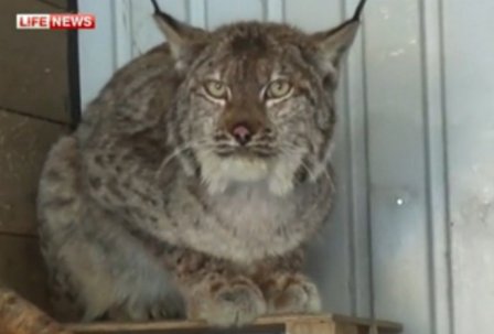 Дикую рысь спасли в зоопарке Ленинградской области
