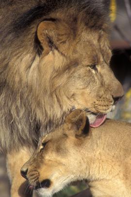 Гордость Орегонского зоопарка: африканская львица Нека родила трех львят