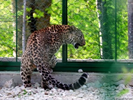 Еще два леопарденка родились в Сочинском национальном парке!
