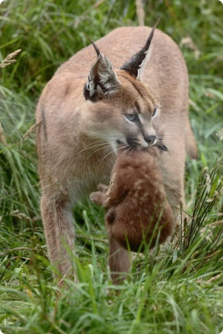 Детеныш каркала со своей матерью из Exmoor Zoo
