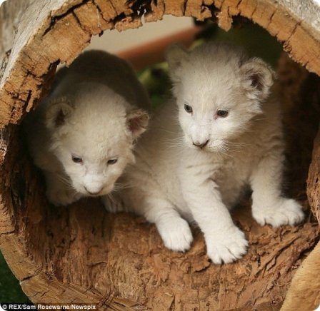 Очаровательные белые львята из Тасмании