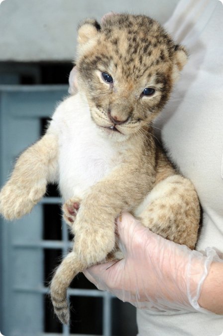 В зоопарке Майами родились первые львята