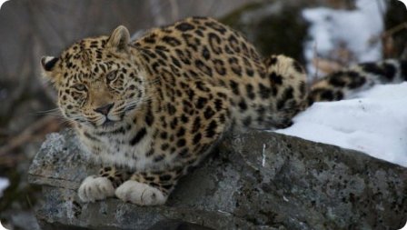 Имя для леопарда с белыми лапами