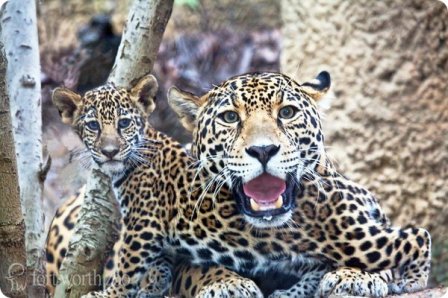 В зоопарке Форт-Уэрт подрастает детеныш ягуара