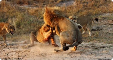 На защиту молодого льва встали его самки