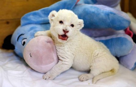 В зоопарке Сербии родился белый львенок