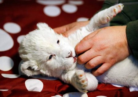 В зоопарке Сербии родился белый львенок