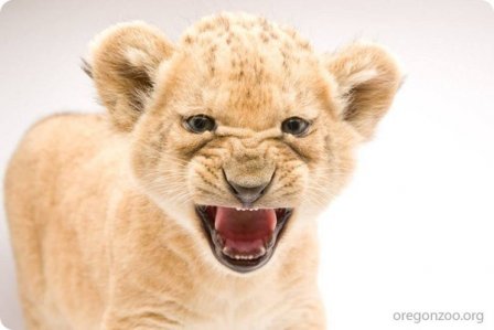 В зоопарке Орегона подрастают маленькие львята