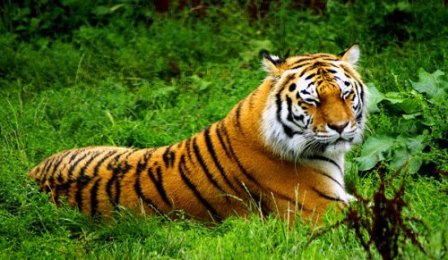 В Приморье появится парк для амурских тигров