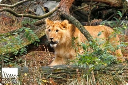 Львятам из зоопарка Woodland Park скоро годик!