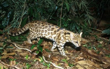 Новый вид кошки, обнаруженный в Бразилии, и другие редкие представители кошачьих (16 фото)