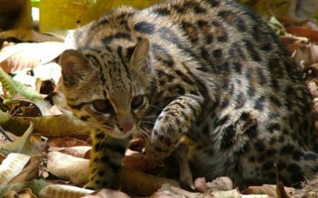 Новый вид кошки, обнаруженный в Бразилии, и другие редкие представители кошачьих (16 фото)