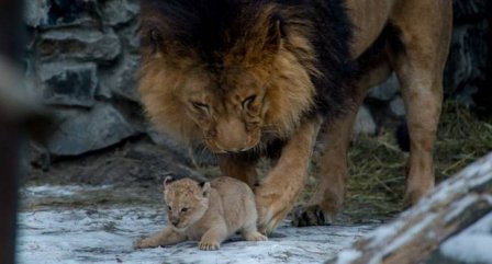 В зоопарке Новосибирска родились львята