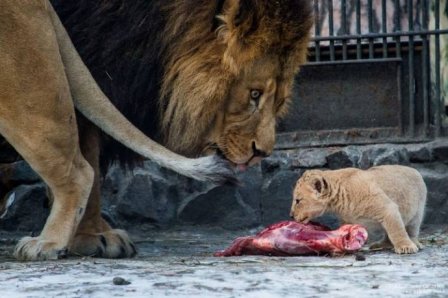 В зоопарке Новосибирска родились львята
