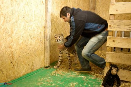 В зоопарке Бердянска поселился первый легальный гепард Украины